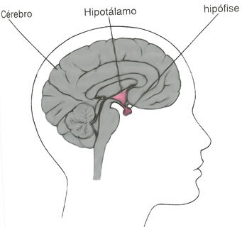 hipofise hipofise