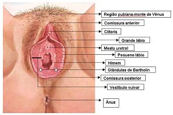Ninfoplastia