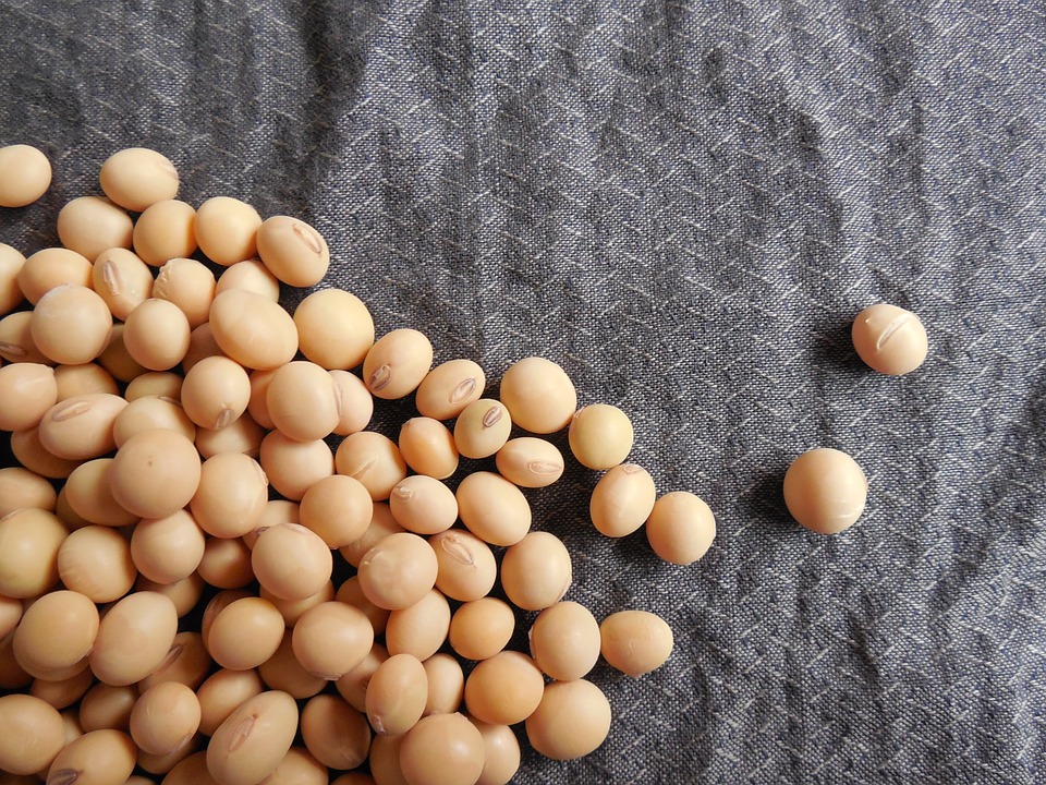 Alimentos ricos em valina, como a soja, ajudam na cicatrização. soja